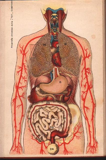 Struttura, Funzionamento E Igiene Del Nostro Organismo - Francesco Ferrari - copertina