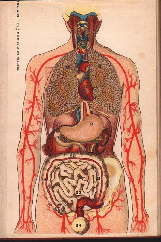 Struttura, Funzionamento E Igiene Del Nostro Organismo - Francesco Ferrari - copertina