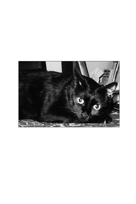 La magia del gatto. Storie, leggende, misteri - Laura Fezia - 2