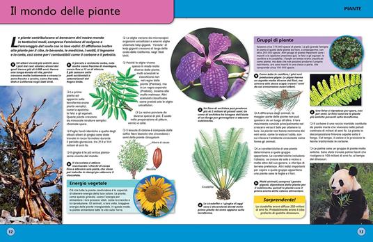 L'enciclopedia della vita. Ediz. a colori - 2